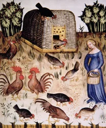 Fol. 65r Uppfödning av tuppar, illustration ur Tacuinum Sanitatis, Codex Vindobonensis